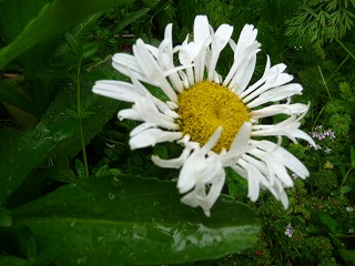 P1020957ss.jpg
