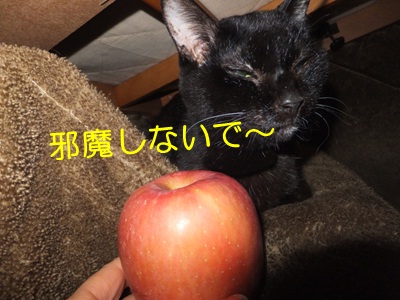 20121127_5.jpg