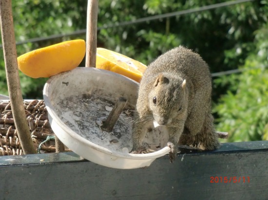リスとすけちか祭り 010.jpg