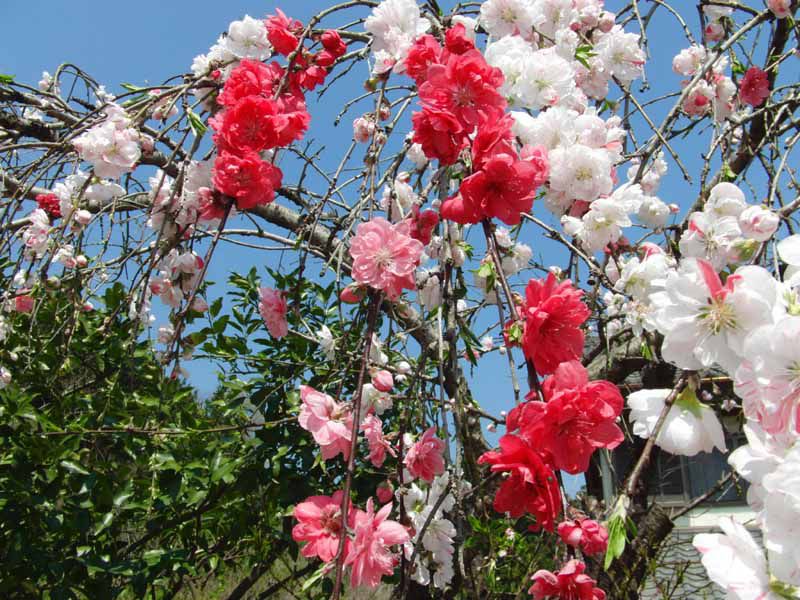 源平しだれ桃 咲き分け桃 が赤白の花を同じ木に咲かせる理由 今が生死 楽天ブログ