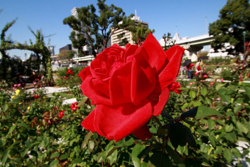 ss-IMG_8784_1.jpg