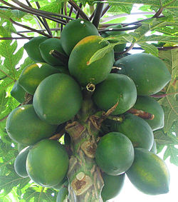 250px-Carica_papaya_-_papaya_-_var-tropical_dwarf_papaya_-_desc-fruit.jpg
