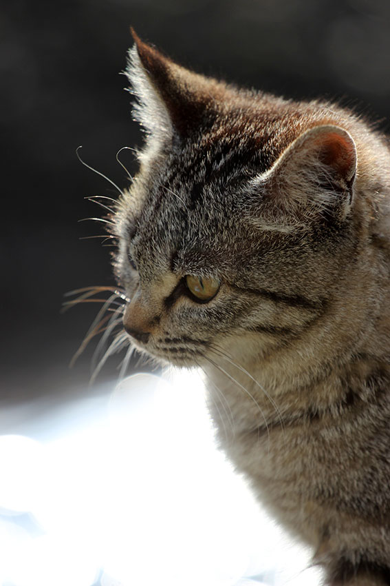 我が家のニャンコ♪2015/3/14-2