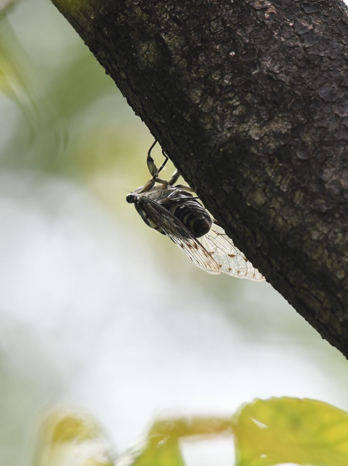 空蝉と蝉の寿命 ミンミン蝉写真あり 南風のメッセージ 楽天ブログ