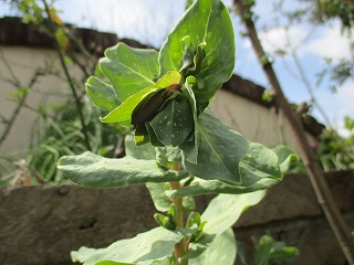 IMG_9635ss.jpg