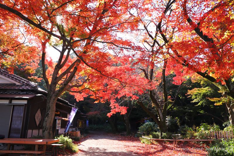 今が見頃 石清水八幡宮 ひとひらの風 楽天ブログ