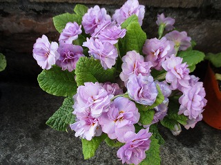 IMG_8075ss.jpg