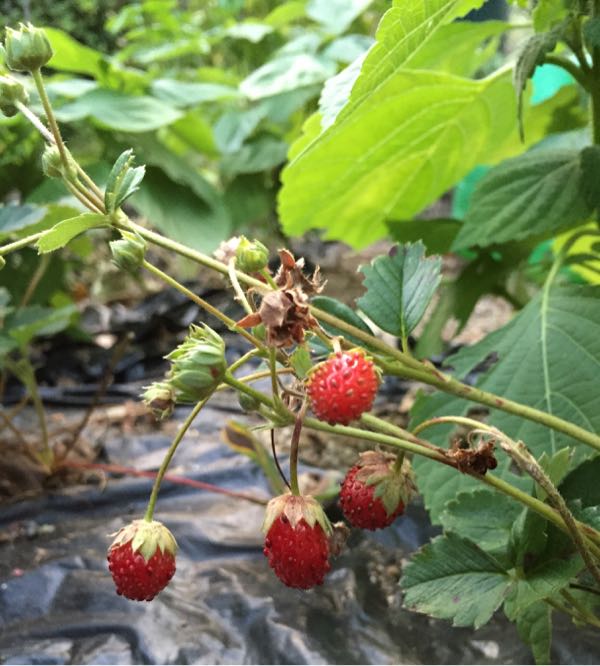 rblog-20160814113520-04.jpg