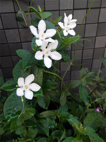 flower2012082302.jpg