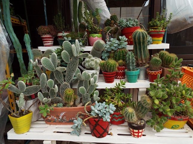 雲仙から加津佐へ 姪の多肉 考えながら読む 星の王子さま 38 第23章 老いてこそ勉強 楽天ブログ