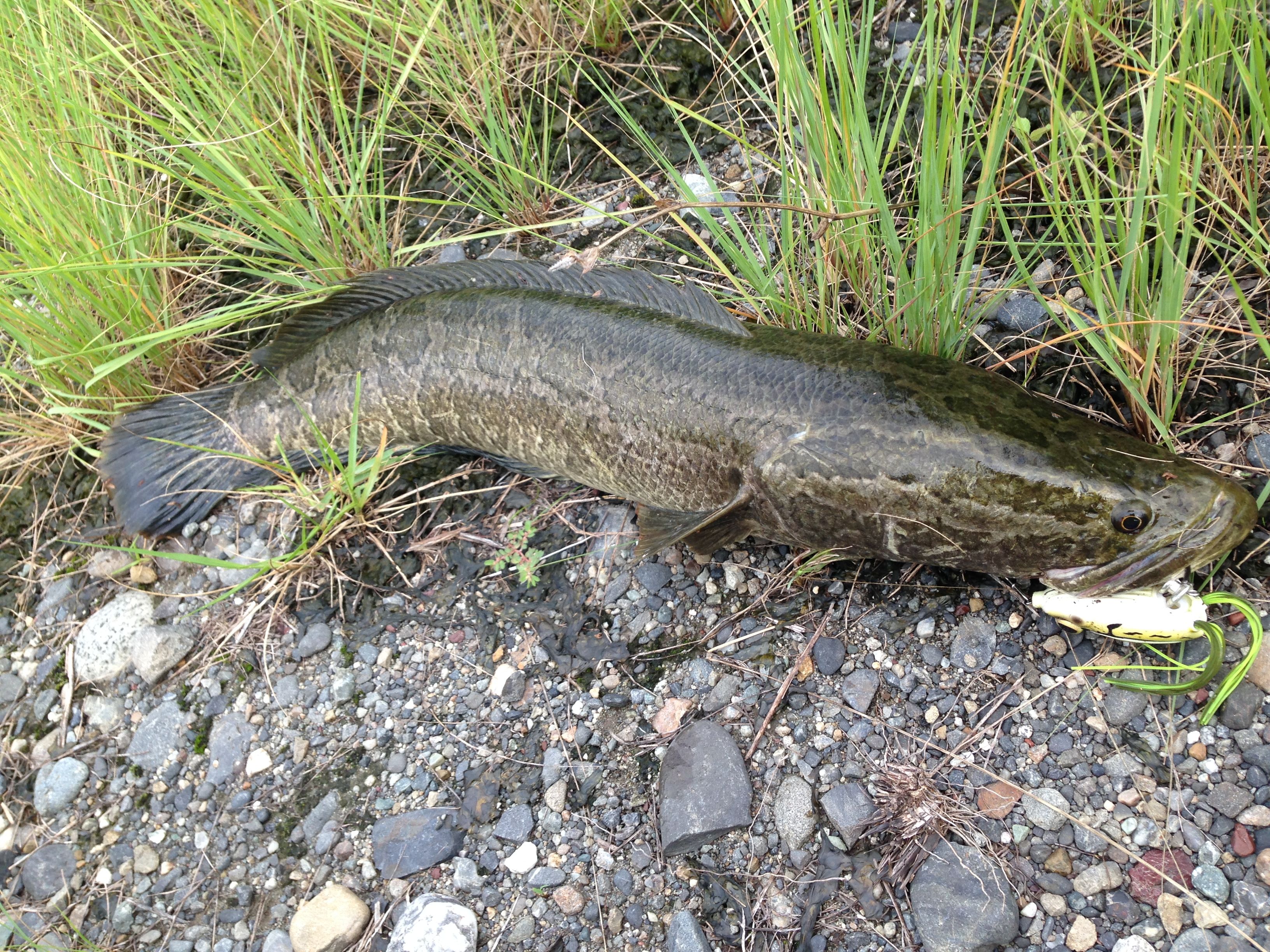 今年初のライギョ 浜名湖周辺 開拓中 楽天ブログ