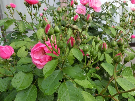 薔薇アンジェラ