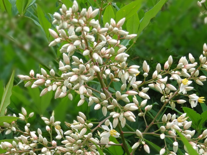 ナンテン 南天 の花 Jinさんの陽蜂農遠日記 楽天ブログ