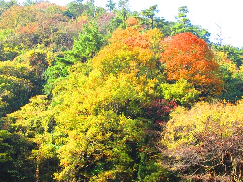 休山散歩