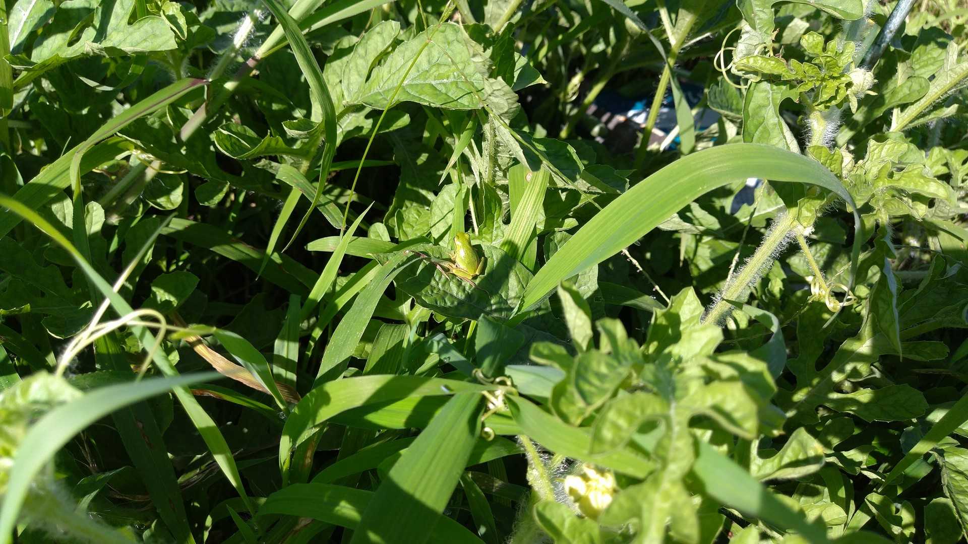 小玉スイカ カラス対策 肥料袋を被せる エコの実 ほったらかし野菜作りと知恵袋 楽天ブログ