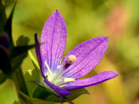 2日目の花