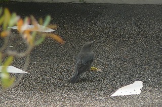 P1350224ss.jpg