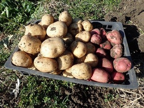 秋ジャガイモの植え付け時期 暇人主婦の家庭菜園 楽天ブログ