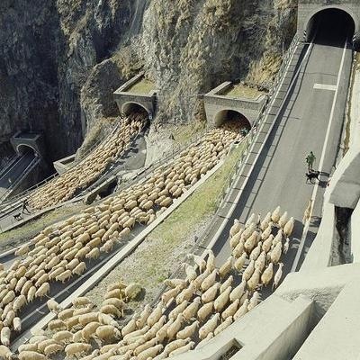 羊の群れトンネルから道路