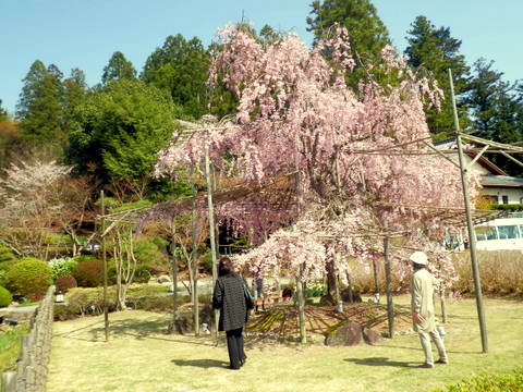 がんこのしだれ桜-2