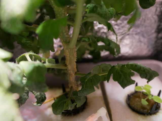 水耕栽培ミニトマトから気根が Verandism べらんでぃずむ ベランダ菜園とか 楽天ブログ