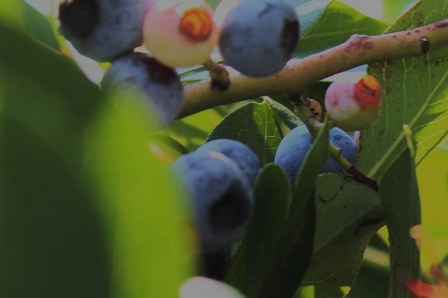 ブルーベリー (6).JPG