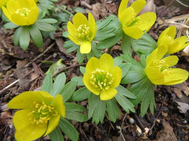 黄花節分草 雪割草 バイカオウレン チャルメルソウ 写真あり 私の好きな花 楽天ブログ
