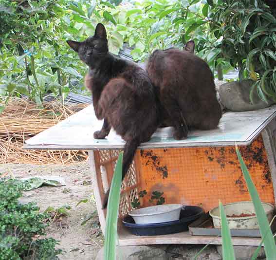 我が家のニャンコ♪2016/5/26-2