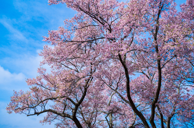 桜160424-2