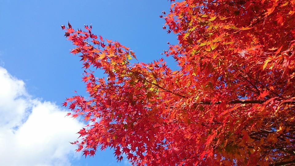 晩秋の空