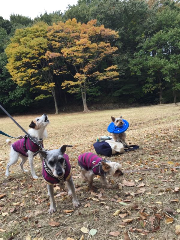 rblog-20161110172616-09.jpg