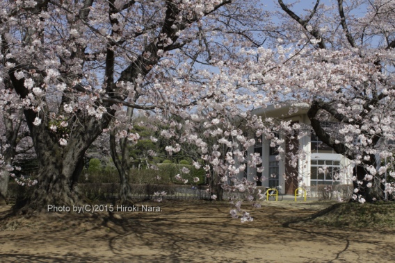 光景　sight0407　桜　サクラ　cherry blossom