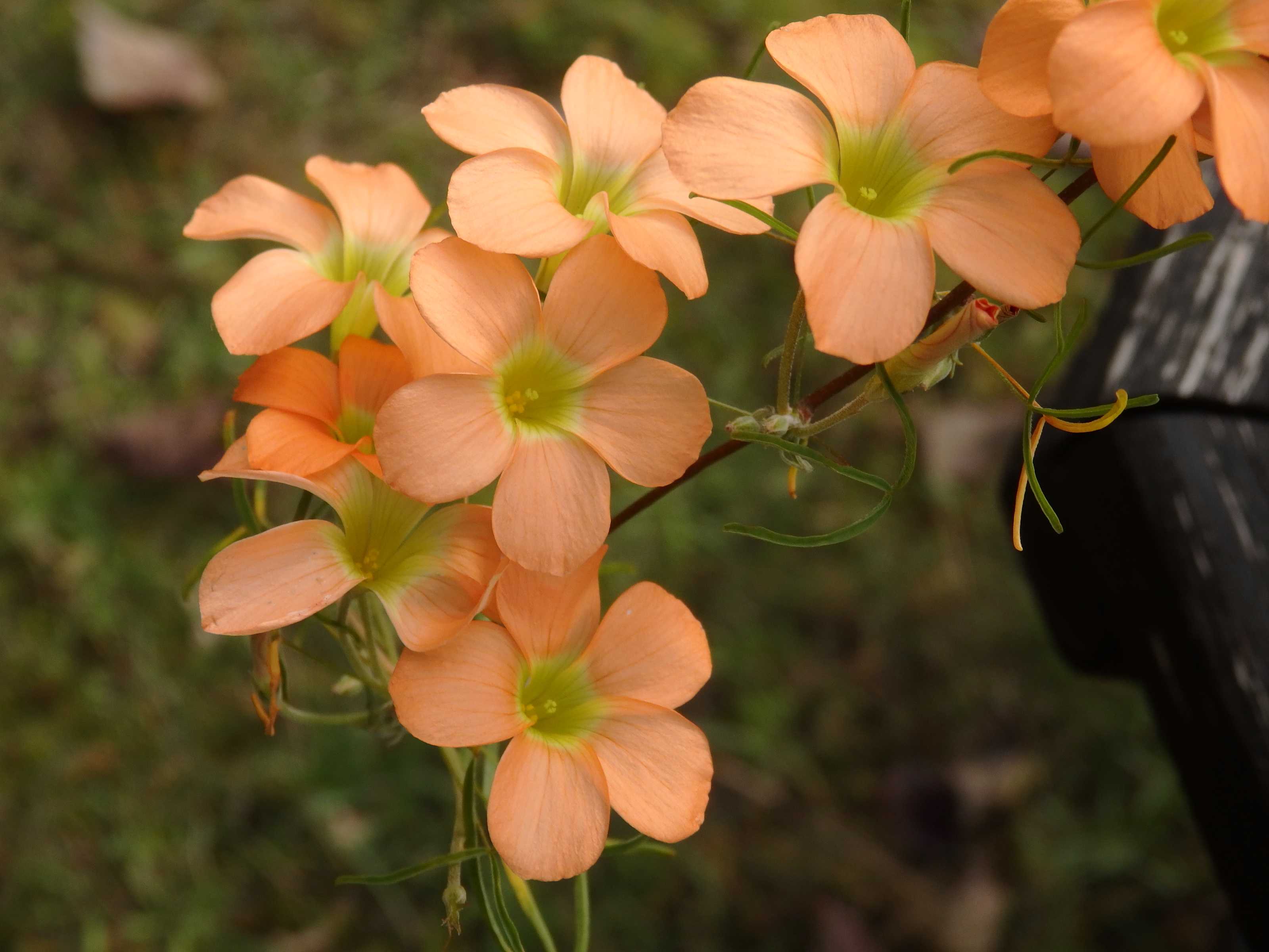 11 黄色オレンジ色のオキザリス Kimi Teaの花日記 楽天ブログ