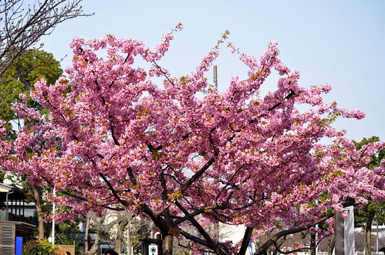 桜3