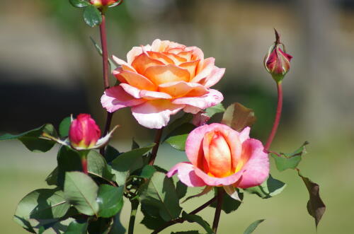 生田緑地ばら苑の秋薔薇