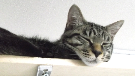 すずひめ　12月13日　最上段　睡眠.jpg
