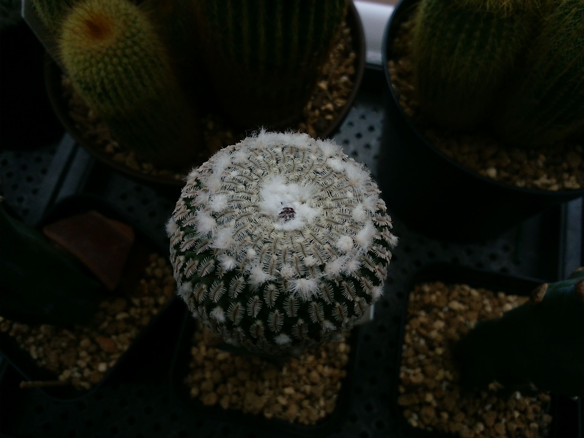 今頃のサボテンの蕾 さぼてん日和 楽天ブログ