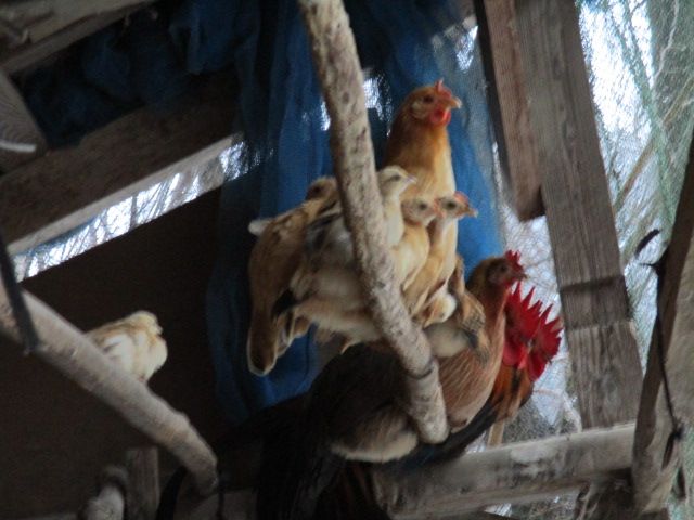 鶏は飛ぶ 幡谷自然農園 日記 楽天ブログ