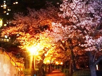 花見３.jpg