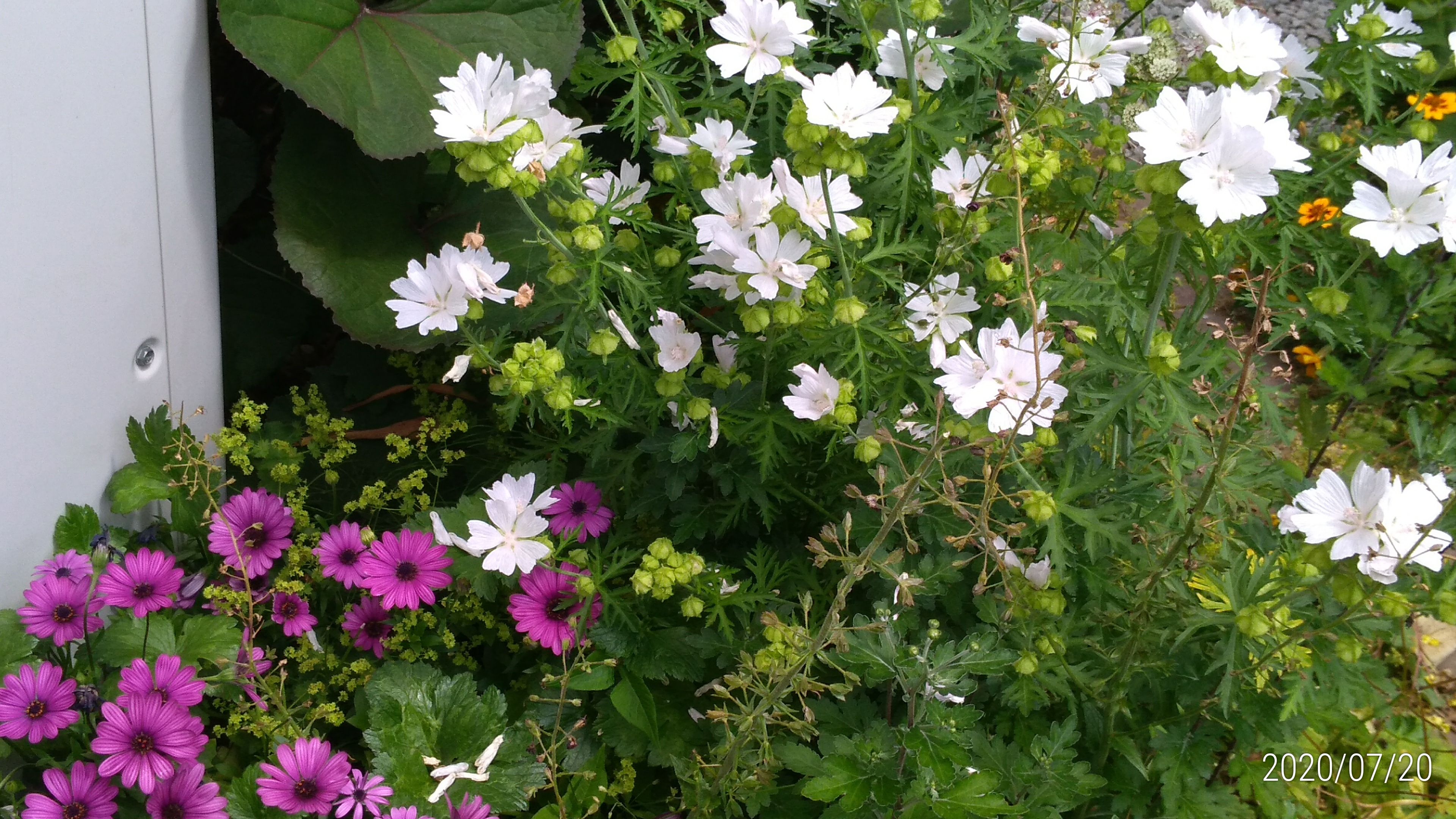 白い花 アイスバーグ アストランティア バーベナハスタータ ジャコウアオイ 花に癒されて 楽天ブログ