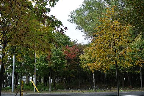 屯田防風林の紅葉