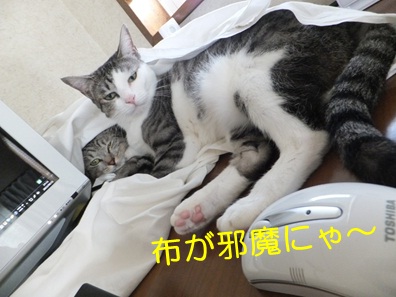 20120925_5.jpg