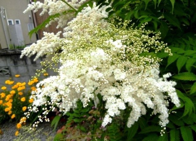 ニワナナカマドの花 花と蕎麦とリハビリと 楽天ブログ