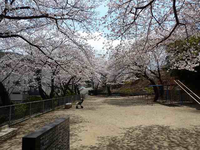 桜満開　平成24年4月 2