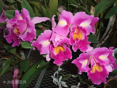 Lc. Petticoats 'Blumen Insel' 20150131-3