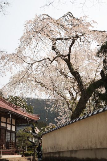 三次市 尾関山公園の桜 19 くり坊のひとりごと Blog版 楽天ブログ