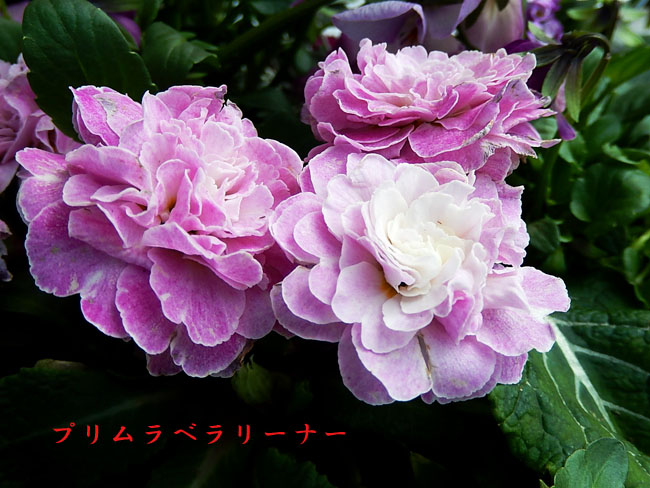 プリムラ２