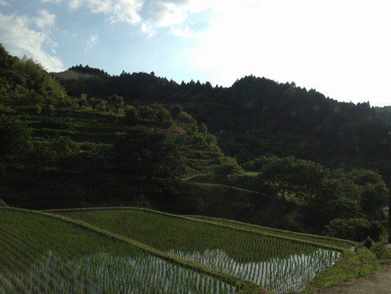 1水田風景550６.jpg