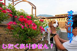 201520オスワリは？