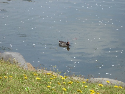 2012.04.15浜離宮庭園2.jpg